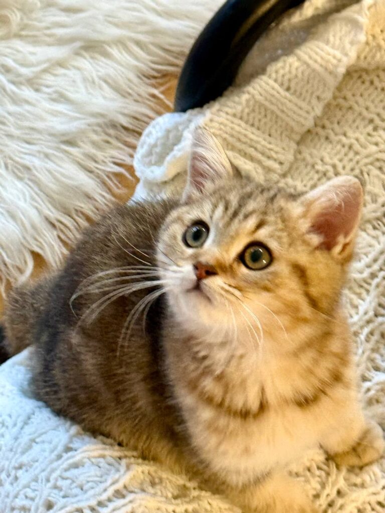 Gucci - British Shorthair Male Gold Marble