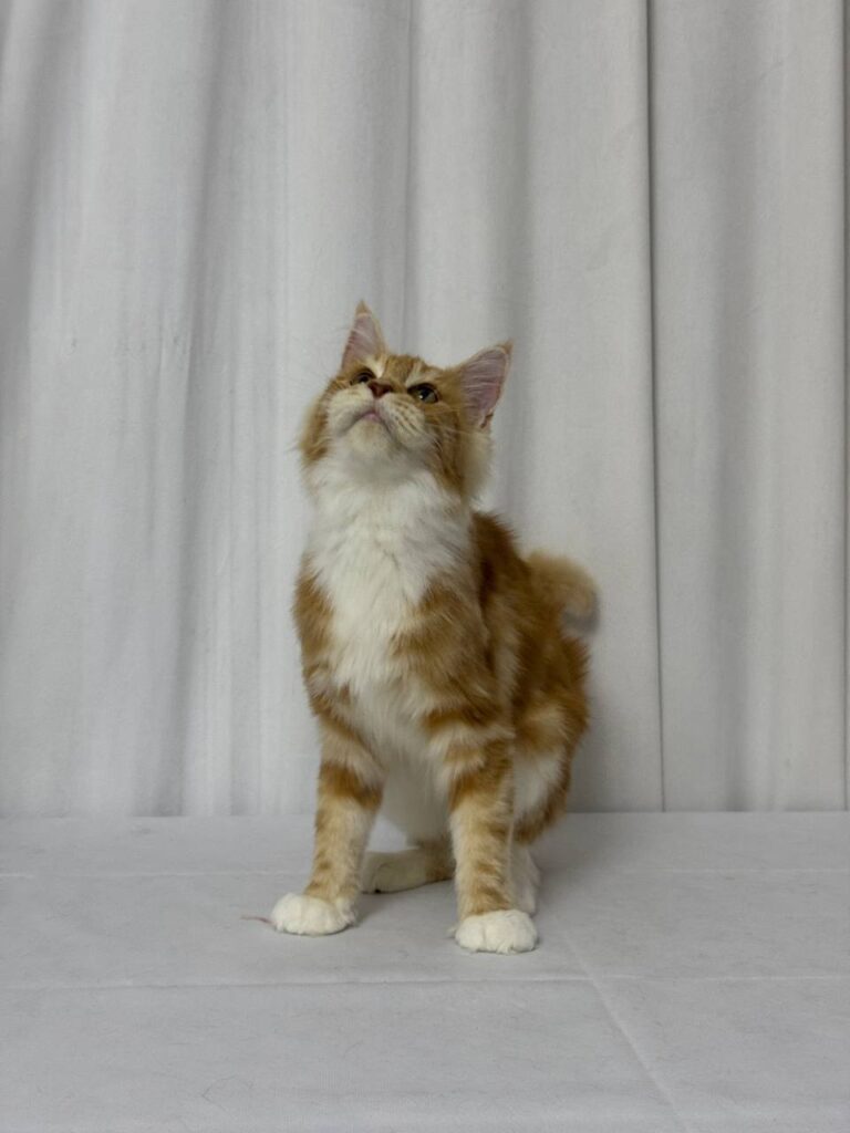 James - Maine Coon Red Marble 4 Months Old