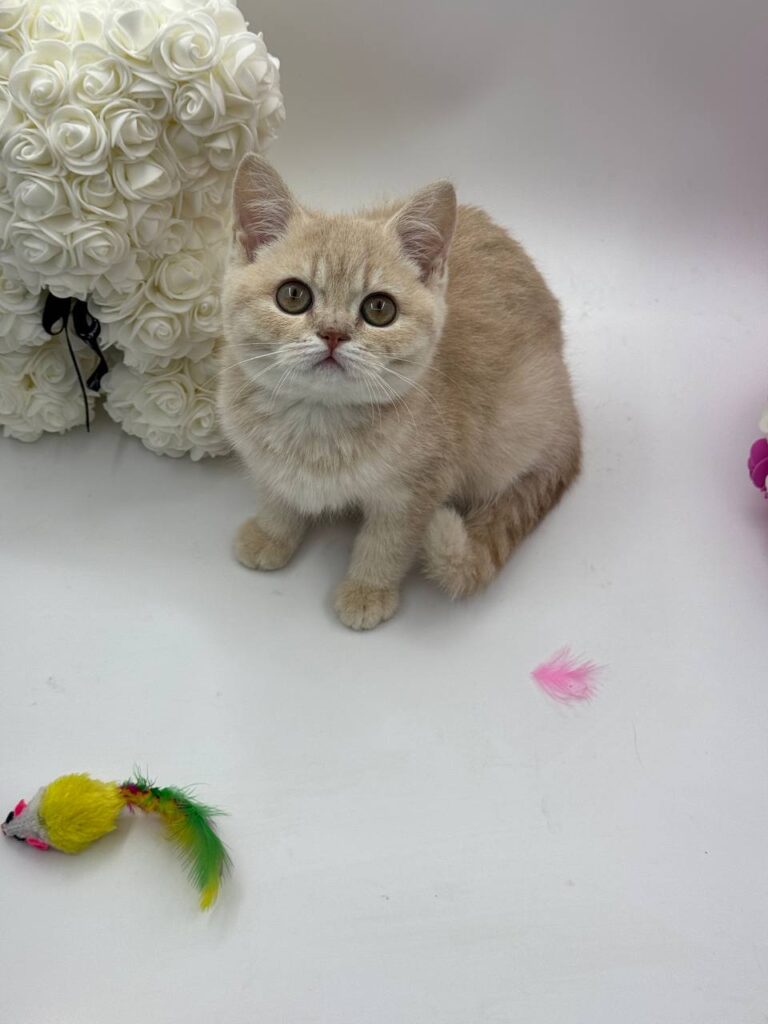 Kira - British Shorthair Female Lilac Gold 3 Months Old