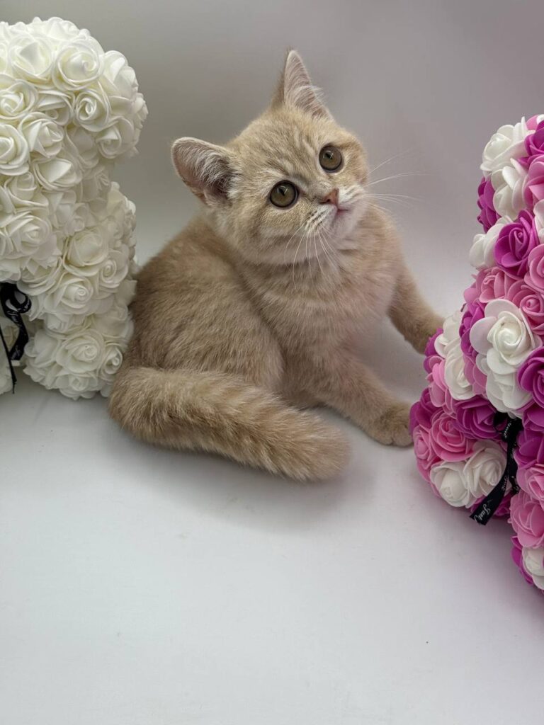 Chris - British Shorthair Male Lilac Gold 3 Months Old