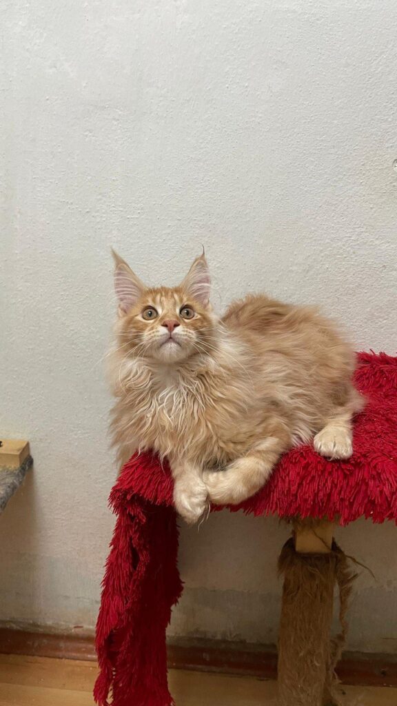 Dennis - Male Maine Coon Kitten Orange 4 Months Old