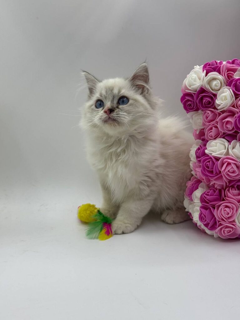 Chanel - Female Ragdoll 3 Months Old