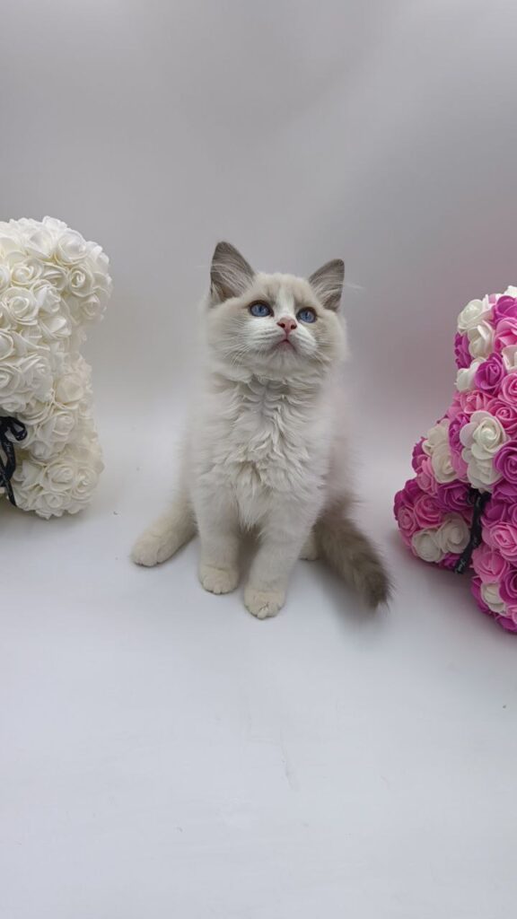 Celine - Ragdoll Female 2.5 Months Old