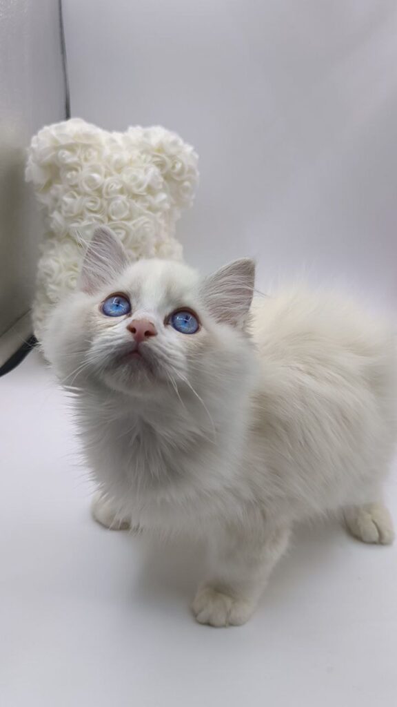 Kerry - Ragdoll Male 2.5 Months Old