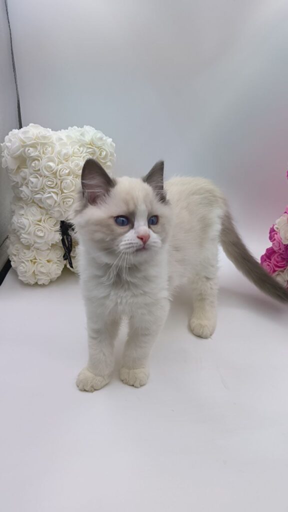 Candy - Ragdoll Male 2.5 Months Old