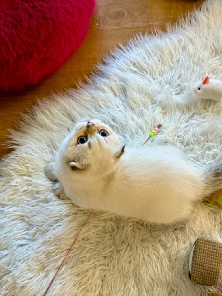 Alan - Scottish Fold Male Blue Eyed White Point