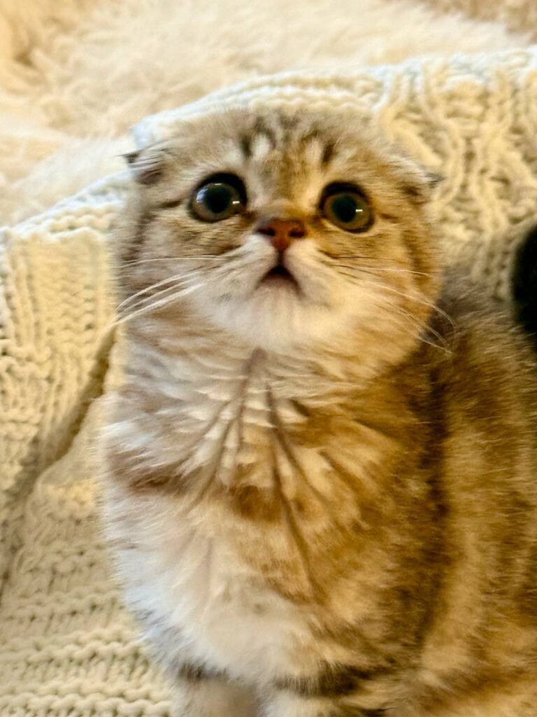 Amina - Scottish Fold Female Gold Marble