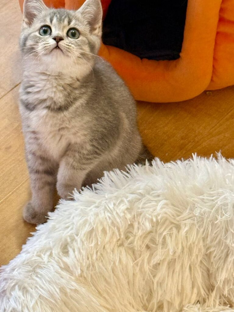 Mila - British Shorthair Female Gold Blue with Blue Eyes