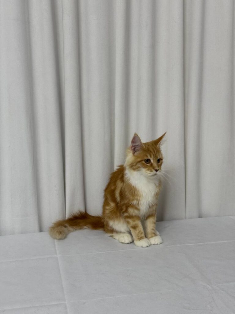 James - Maine Coon Red Marble 4 Months Old