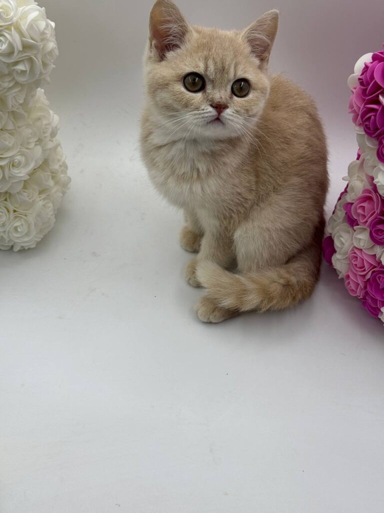 Kira - British Shorthair Female Lilac Gold 3 Months Old