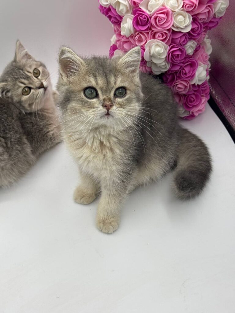 Serj - British Shorthair Blue Gold 3 Months Old