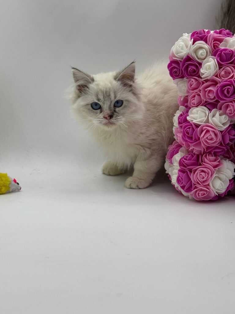 Chanel - Female Ragdoll 3 Months Old