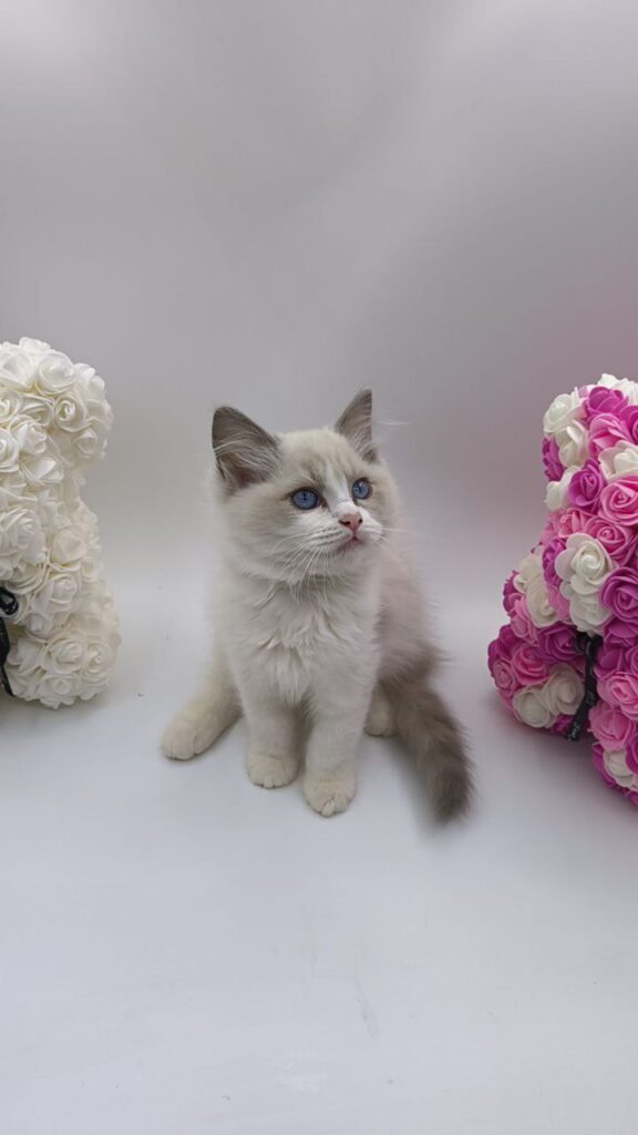 Celine - Ragdoll Female 2.5 Months Old