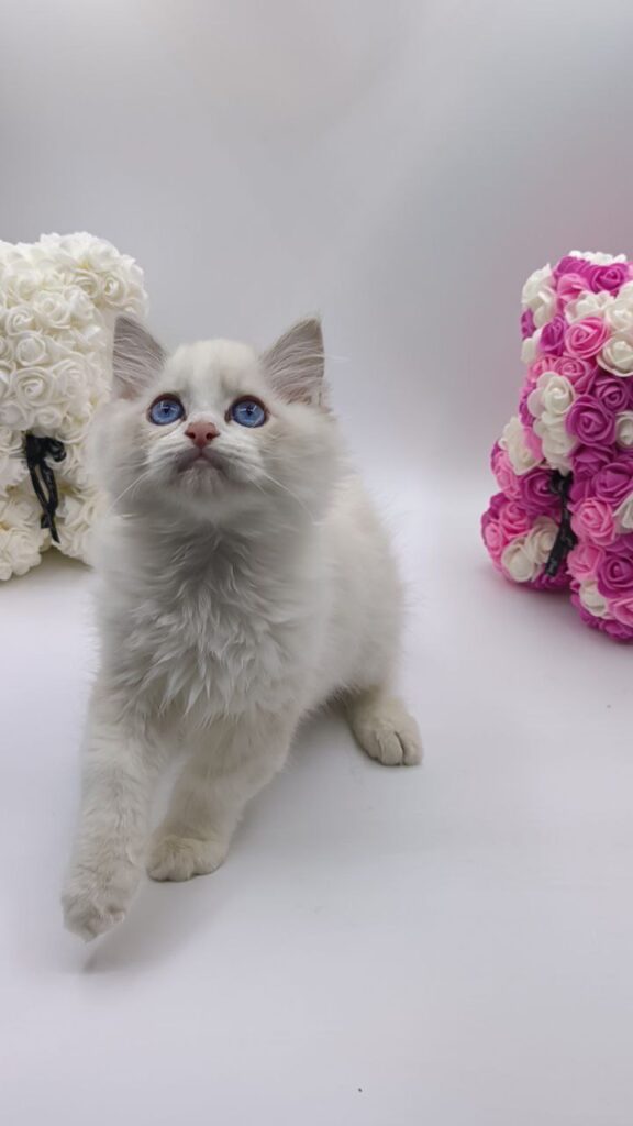 Kerry - Ragdoll Male 2.5 Months Old