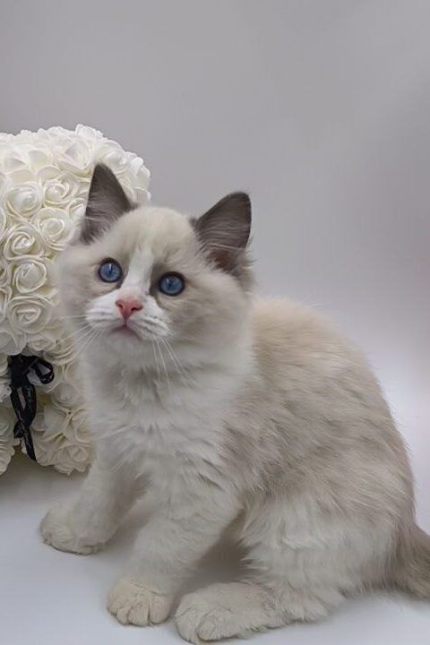 Candy - Ragdoll Male 2.5 Months Old