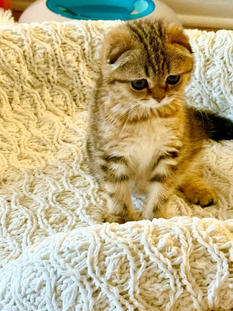 Amina - Scottish Fold Female Gold Marble