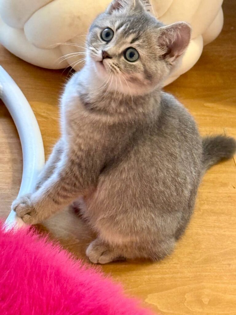 Mila - British Shorthair Female Gold Blue with Blue Eyes