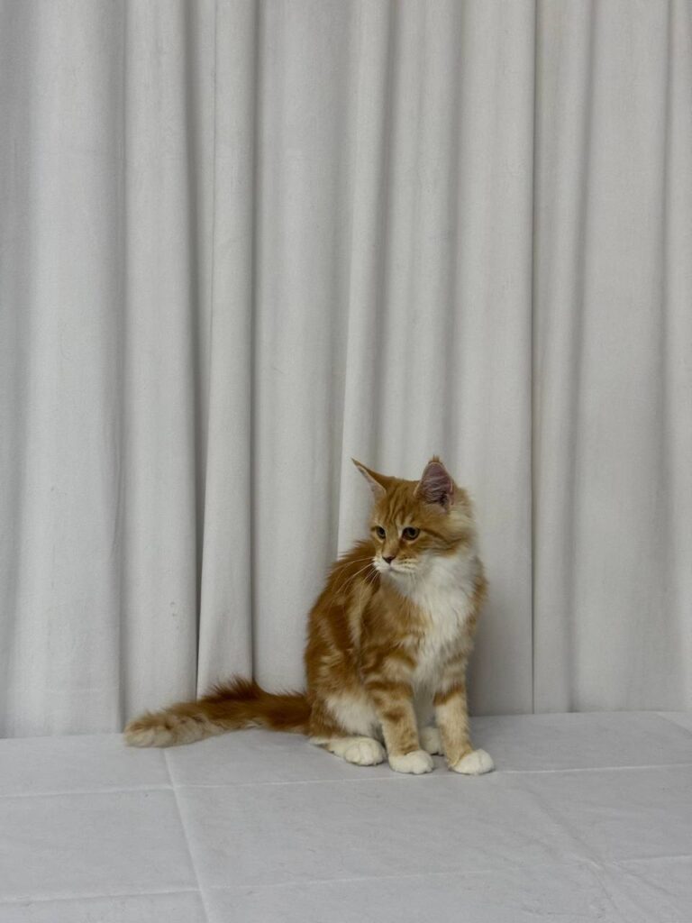 James - Maine Coon Red Marble 4 Months Old