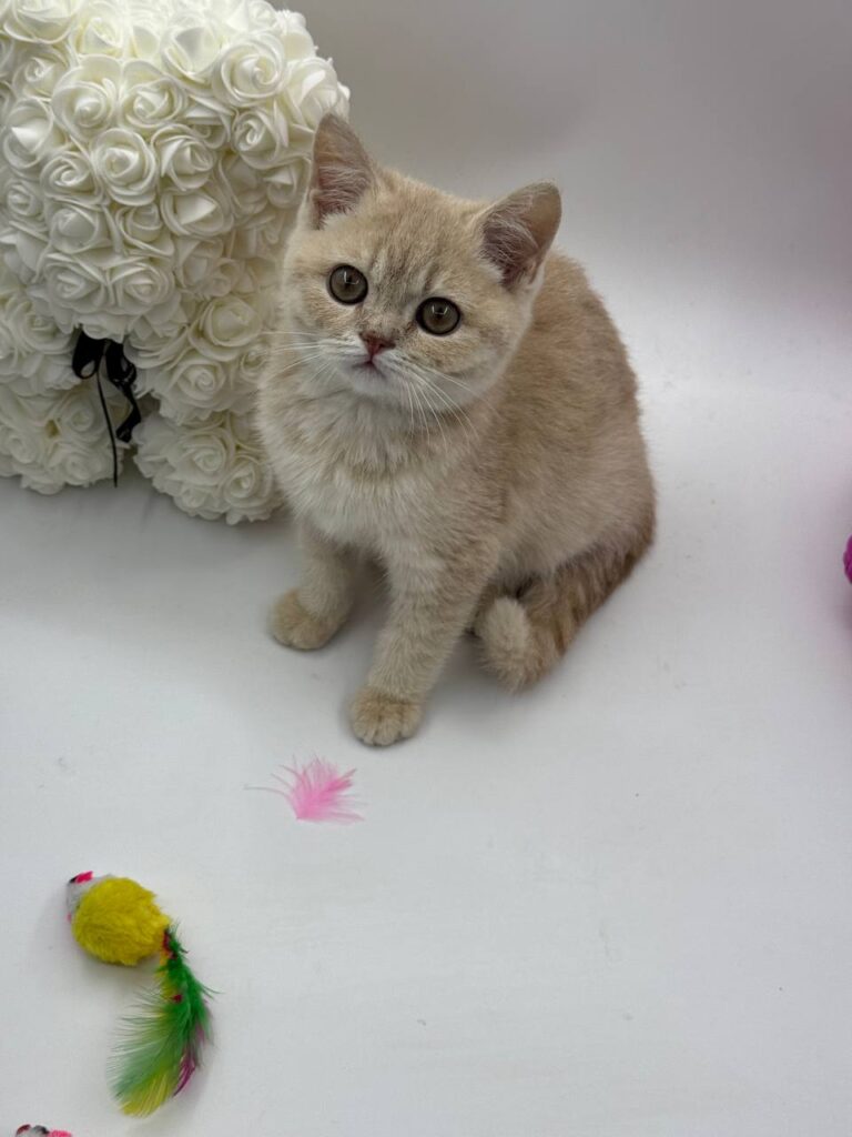 Kira - British Shorthair Female Lilac Gold 3 Months Old