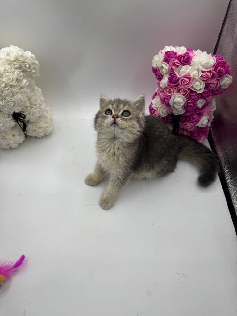 Serj - British Shorthair Blue Gold 3 Months Old