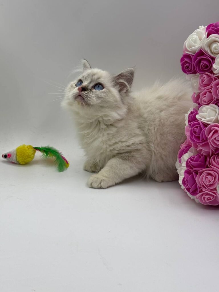 Chanel - Female Ragdoll 3 Months Old