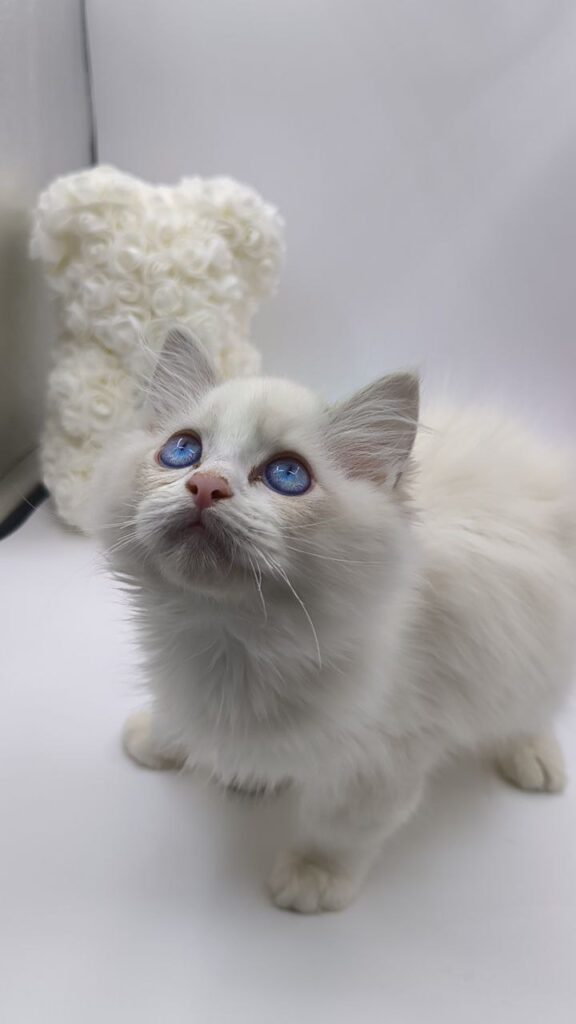 Kerry - Ragdoll Male 2.5 Months Old