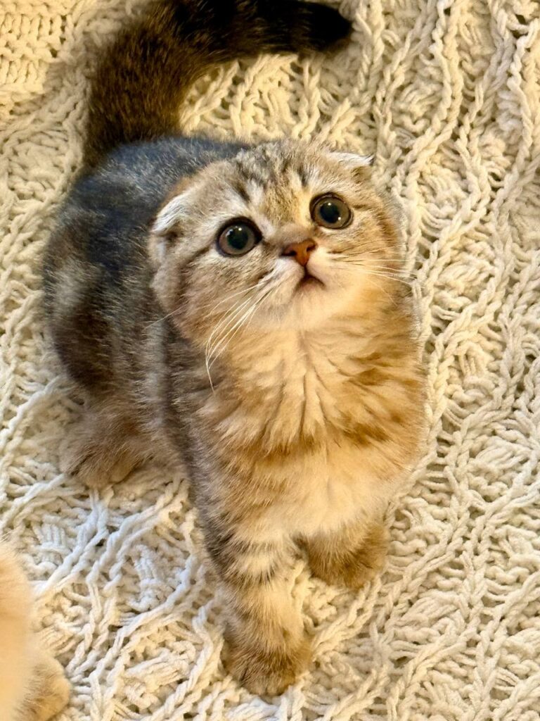 Amina - Scottish Fold Female Gold Marble