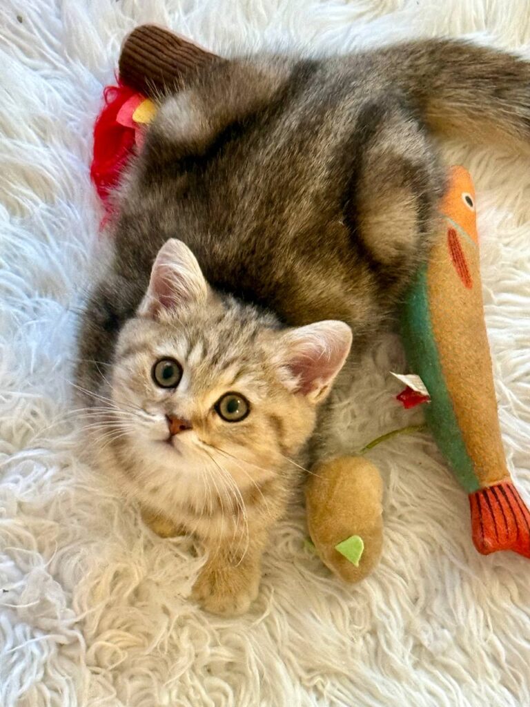 Gucci - British Shorthair Male Gold Marble