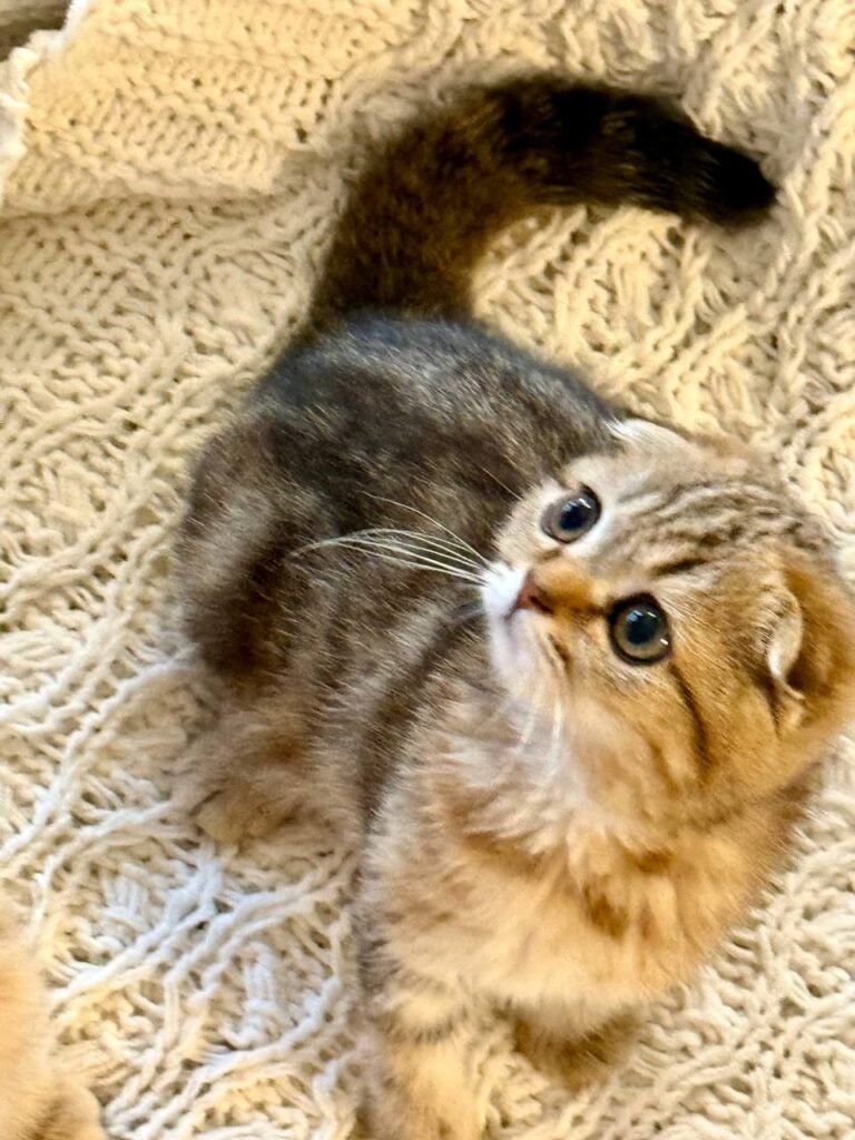 Amina - Scottish Fold Female Gold Marble