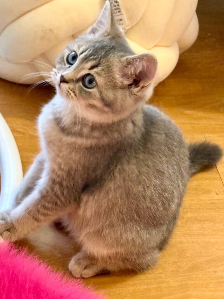 Mila - British Shorthair Female Gold Blue with Blue Eyes