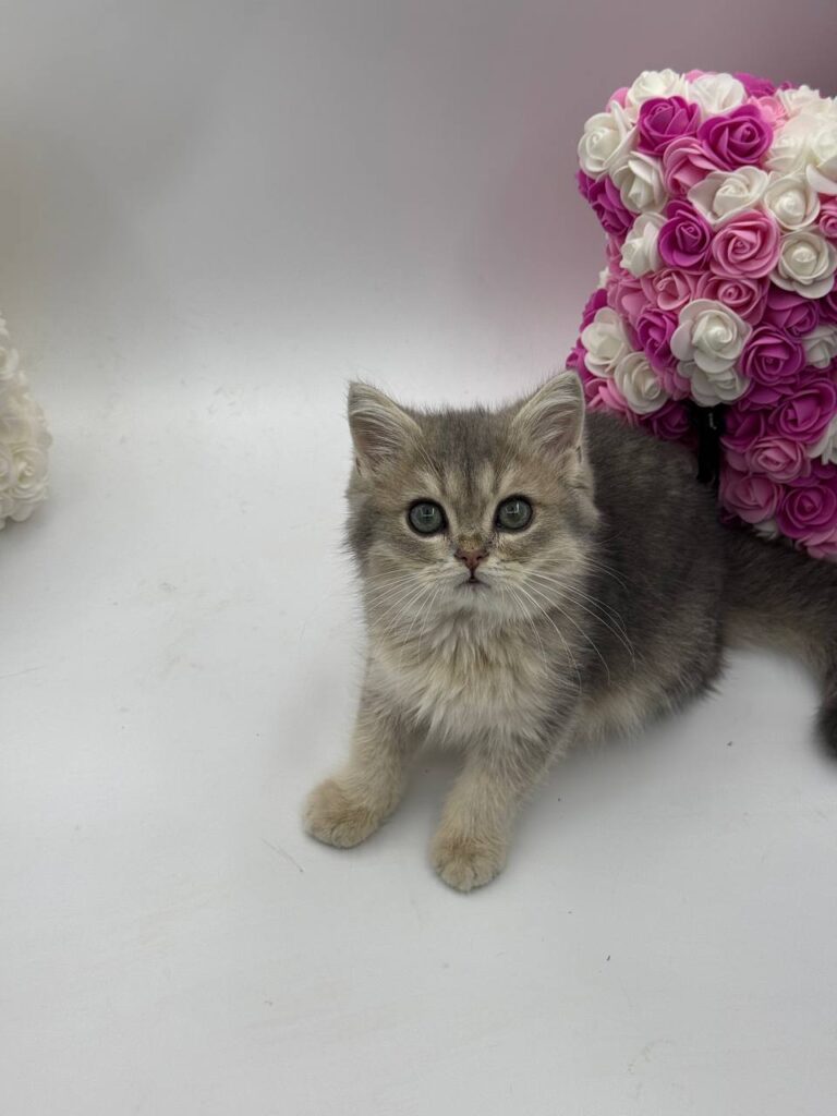 Serj - British Shorthair Blue Gold 3 Months Old