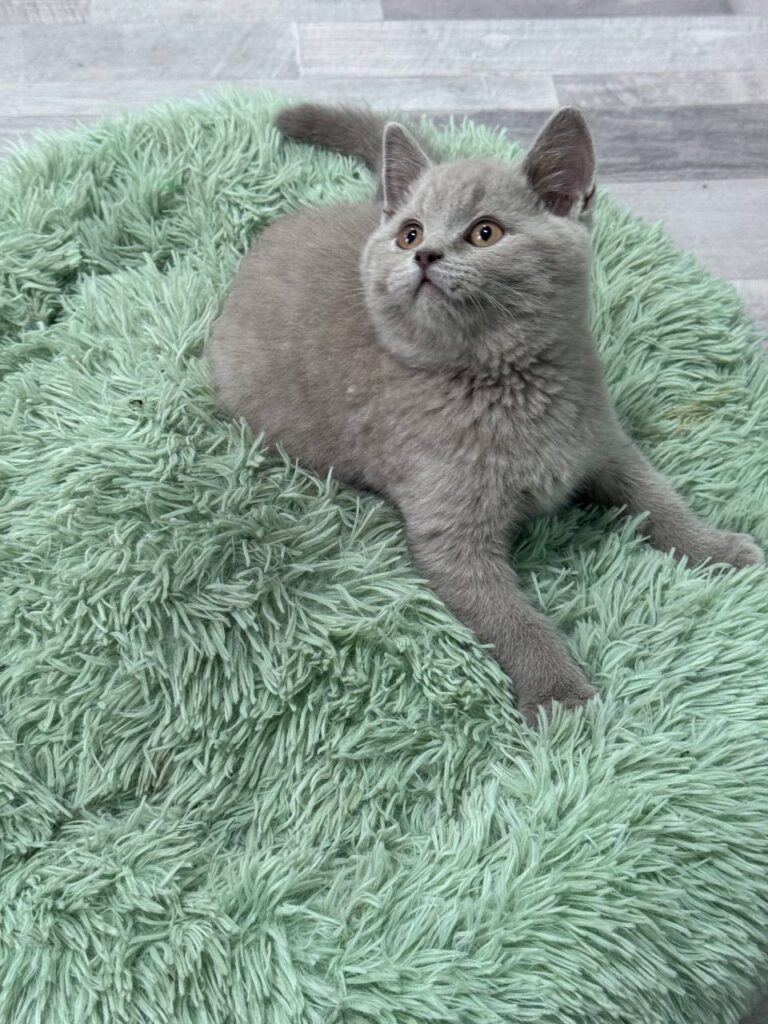 Smoke - Blue British Shorthair Male 2.5 Months Old