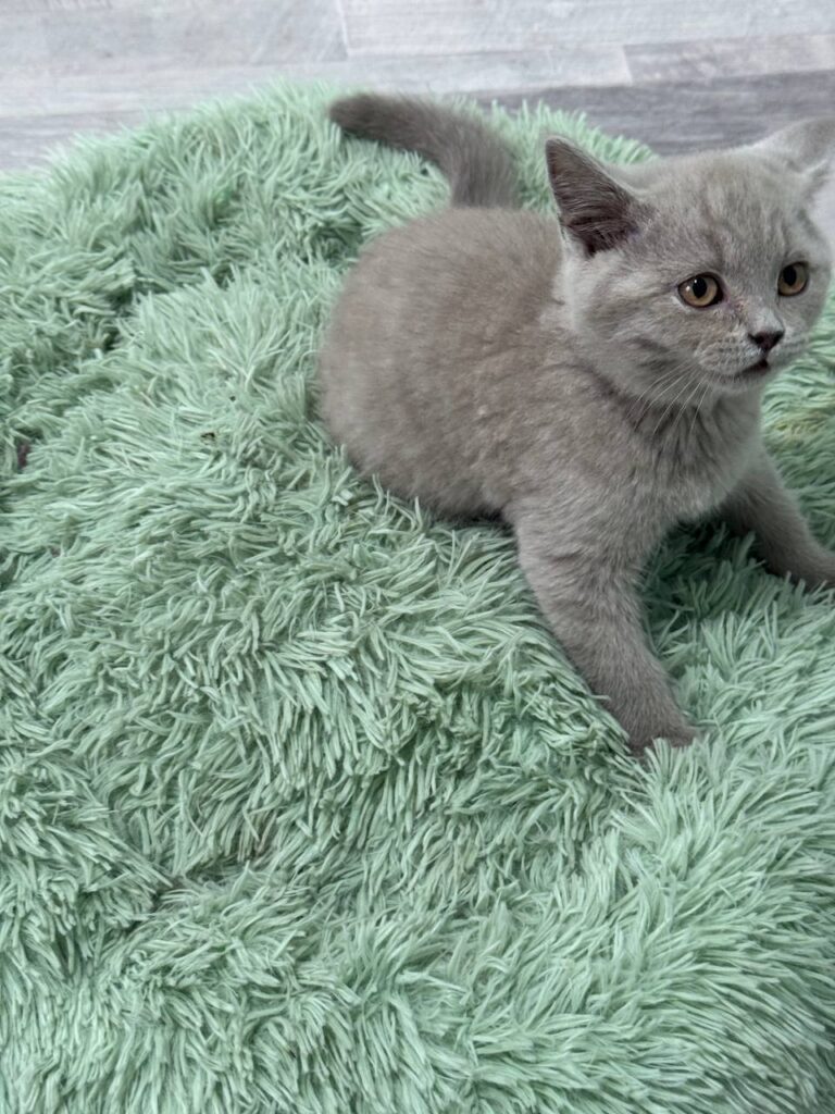 Smoke - Blue British Shorthair Male 2.5 Months Old