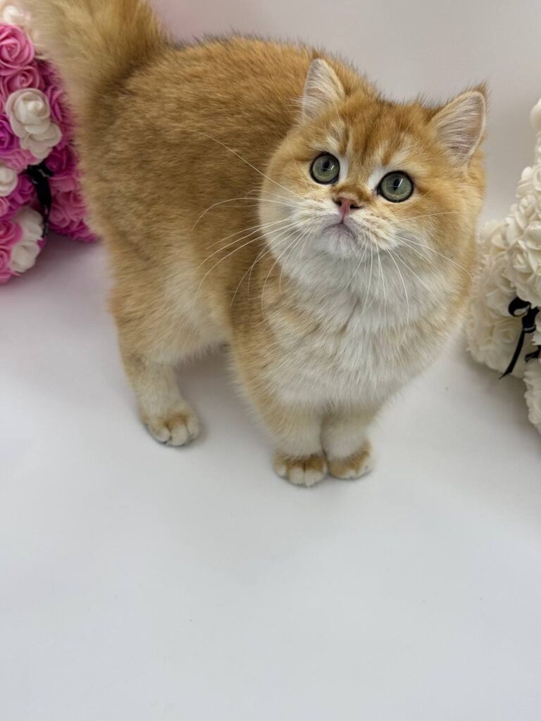 Calvin - British Shorthair Gold Male 4 Months Old