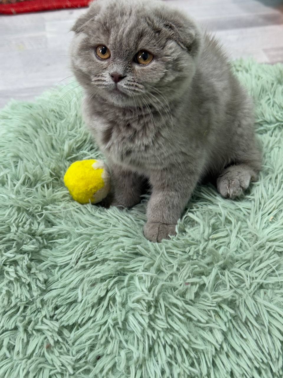 Chanel – Blue Scottish Fold Female 2.5 Months Old