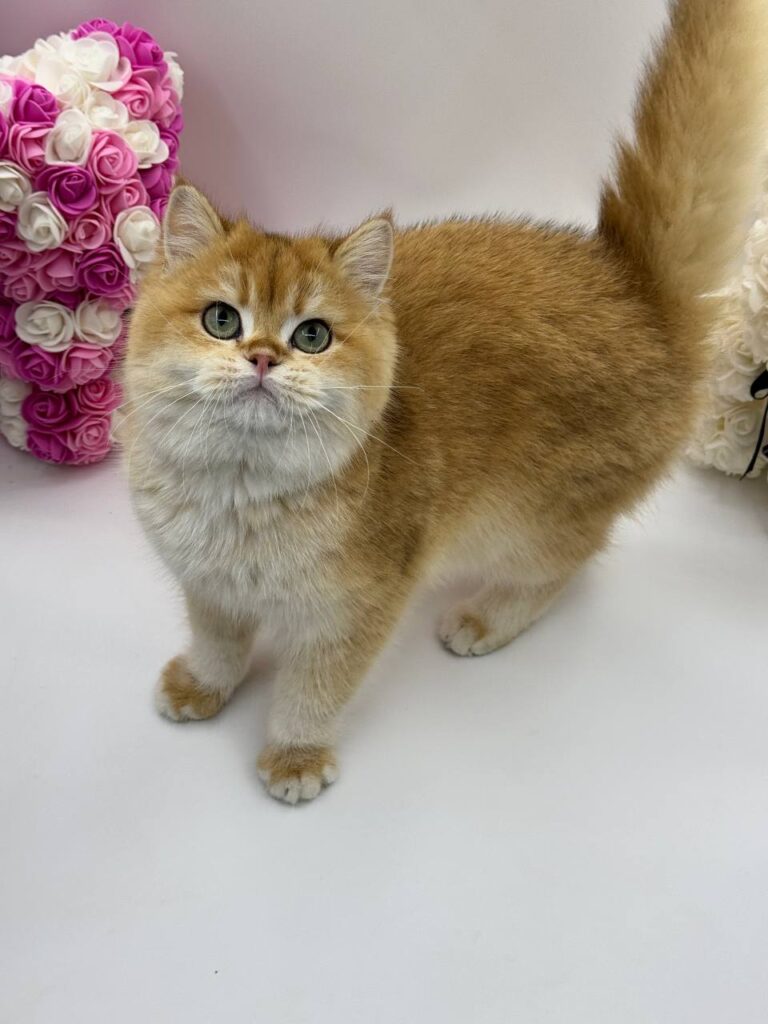 Calvin - British Shorthair Gold Male 4 Months Old