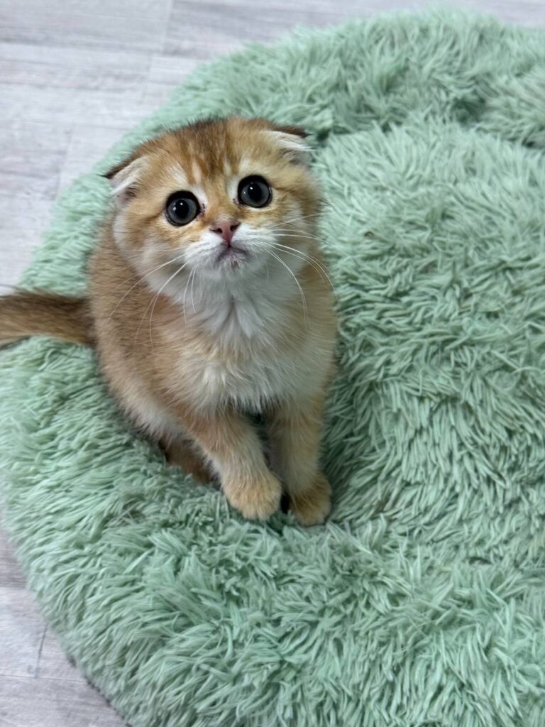 Dior - Gold Scottish Fold Male 2.5 Months Old