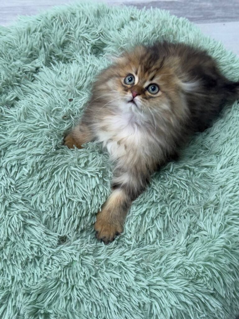 Fendi - Gold Longhair Scottish Fold Male 2.5 Months Old