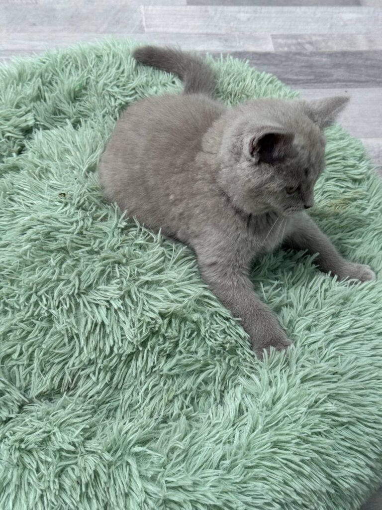 Smoke - Blue British Shorthair Male 2.5 Months Old