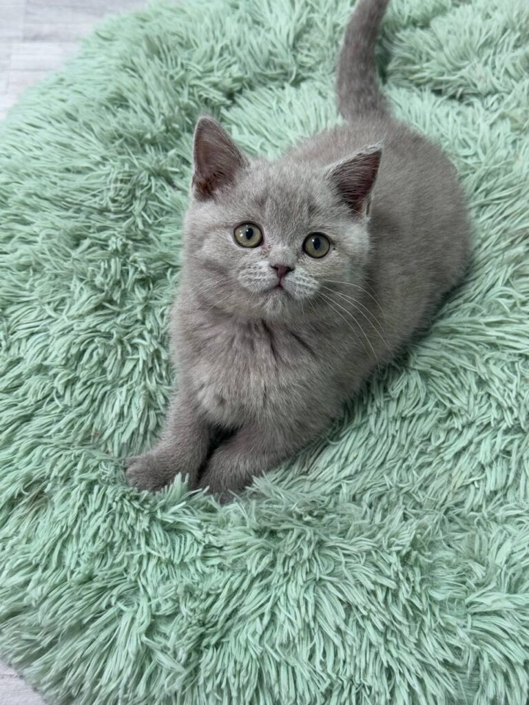 Gucci - Blue British Shorthair Male 2.5 Months Old