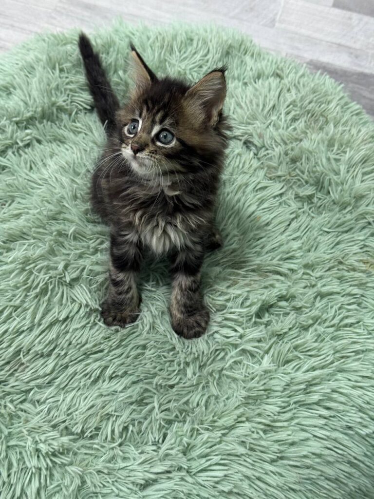 Armani - Dark Tabby Maine Coon Male 2.5 Months Old