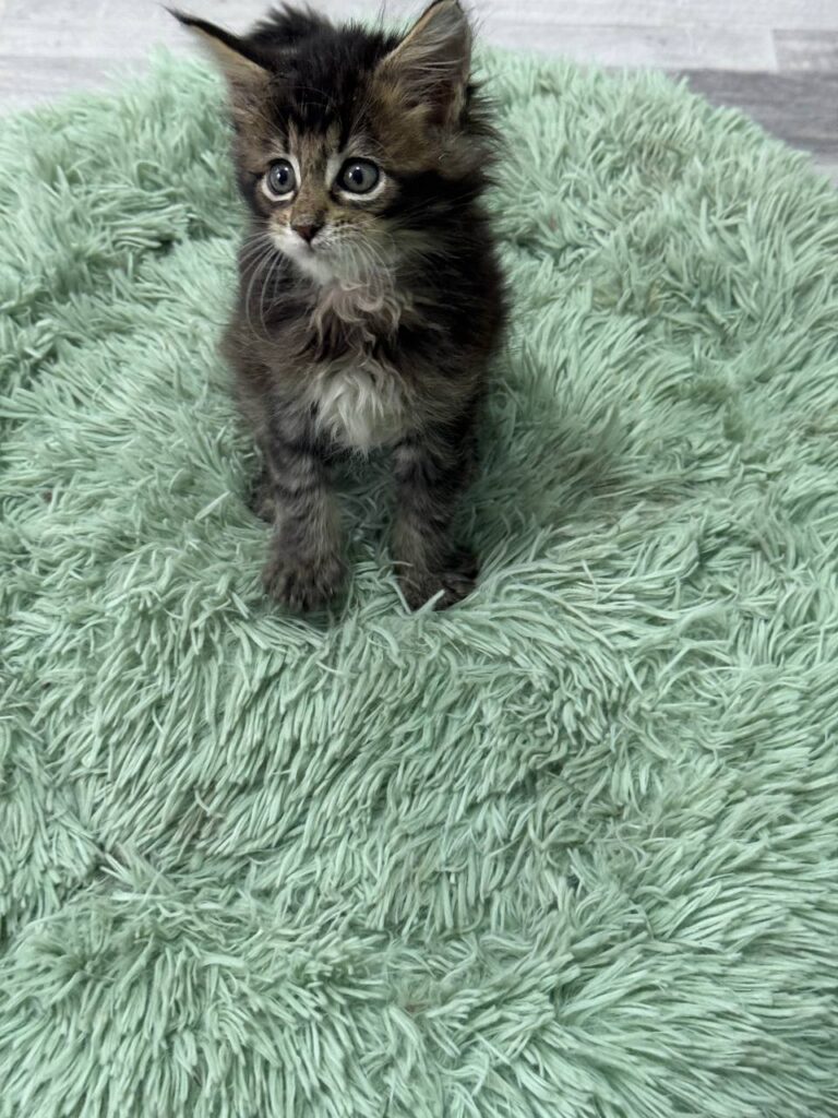 Becca - Dark Tabby Maine Coon Female 2.5 Months Old