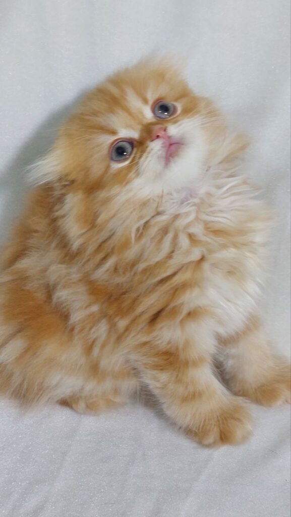 Kasper - Gold Scottish Fold Male 2 Months Old