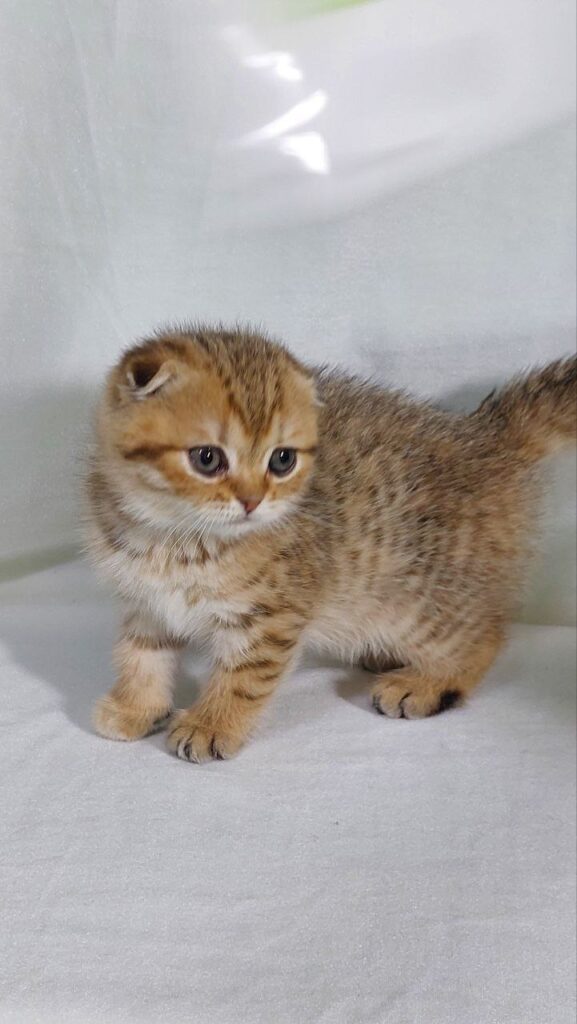 Dolce - Scottish Fold Gold Marble Female 2 Months Old