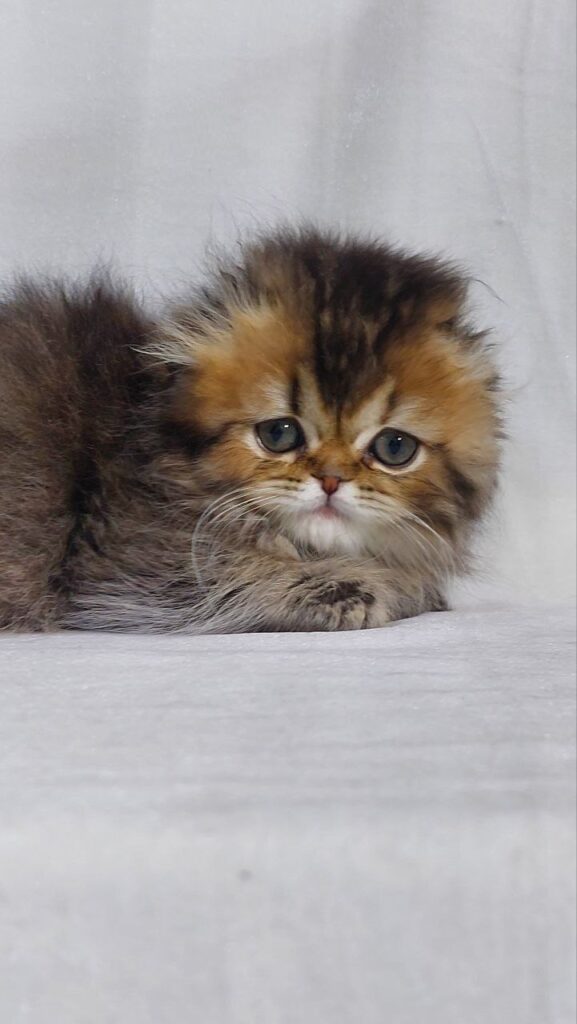 Alice - Scottish Fold Dark Gold Female 2 Months Old