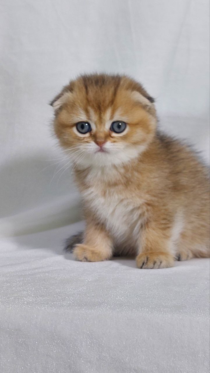 Bruno – Scottish Fold Gold Male 2 Months Old