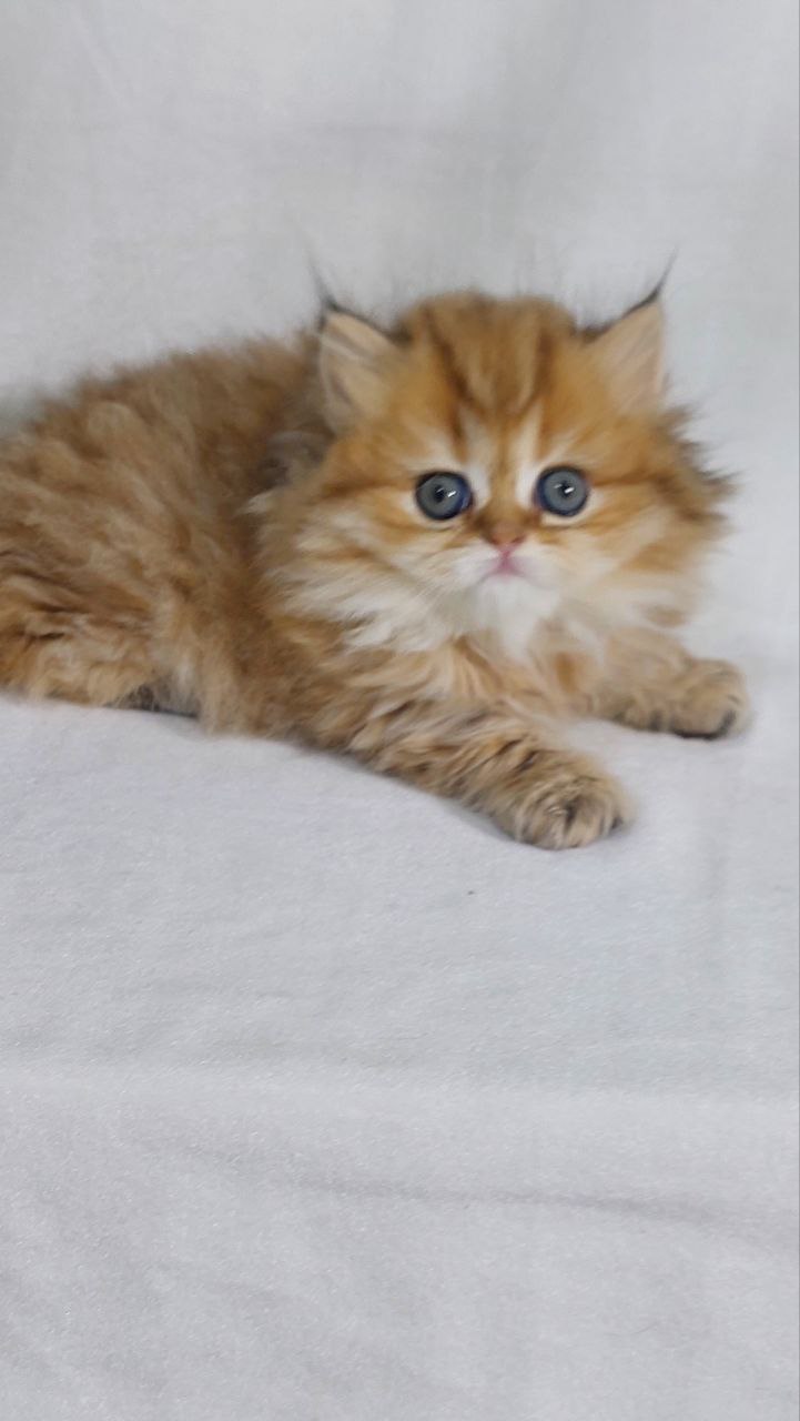 Carolina – British Longhair Fold Female 2 Months Old