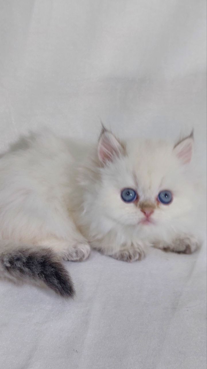 Celine – British Longhair White Female with Blue Eyes 2 Months Old