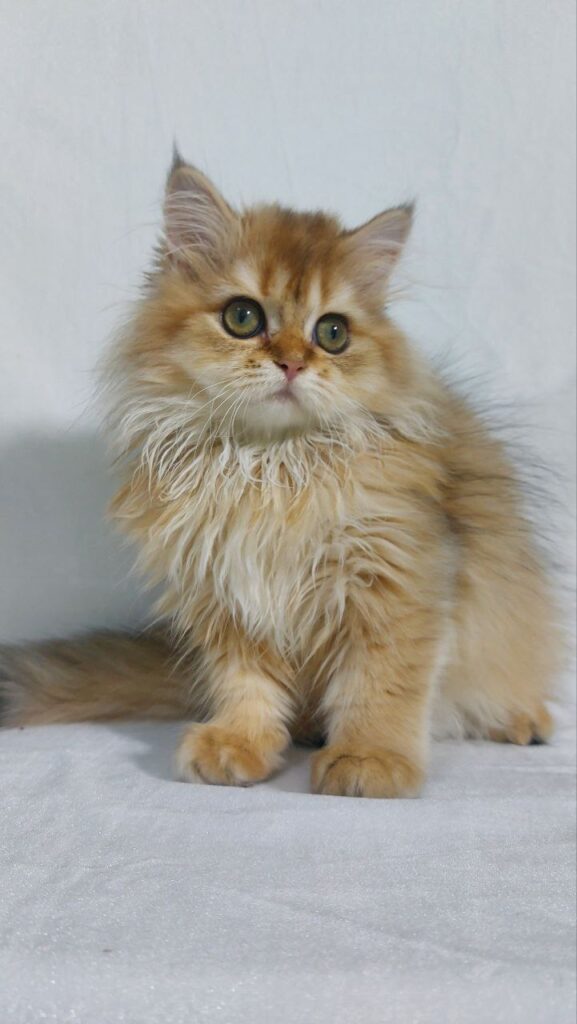 Chloe - Longhair Scottish Fold Female 3 Months Old