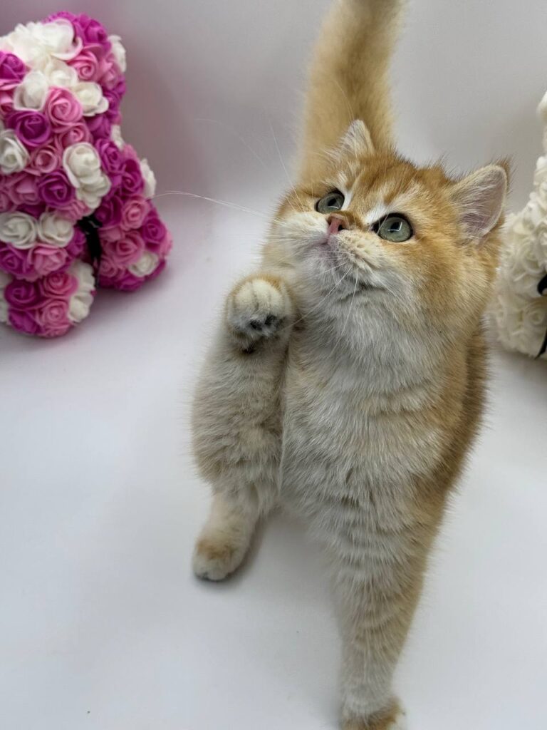 Calvin - British Shorthair Gold Male 4 Months Old